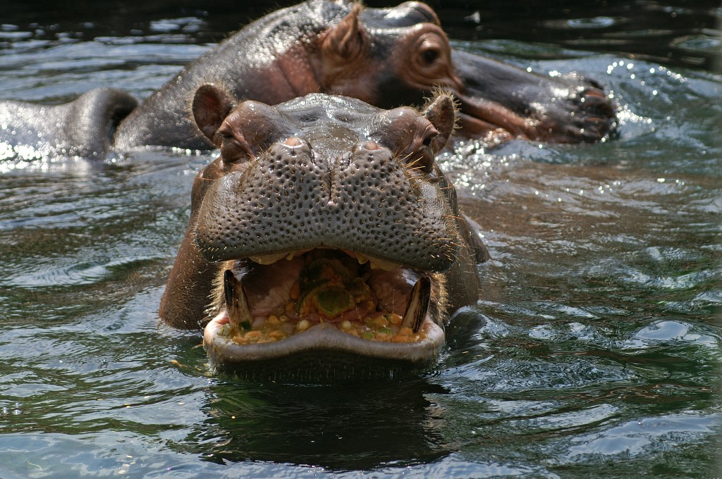 Hungry Hippos Activity Tailor