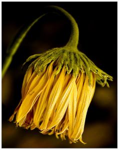 flame wilting flower